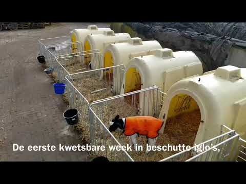Kalfjes op biologisch melkveebedrijf Hof van Geervliet in de Nissewaard