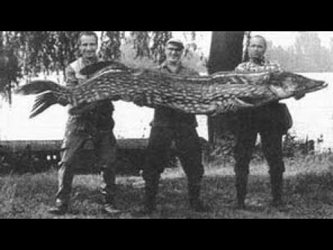 Самые большие Щуки пойманные в Мире.