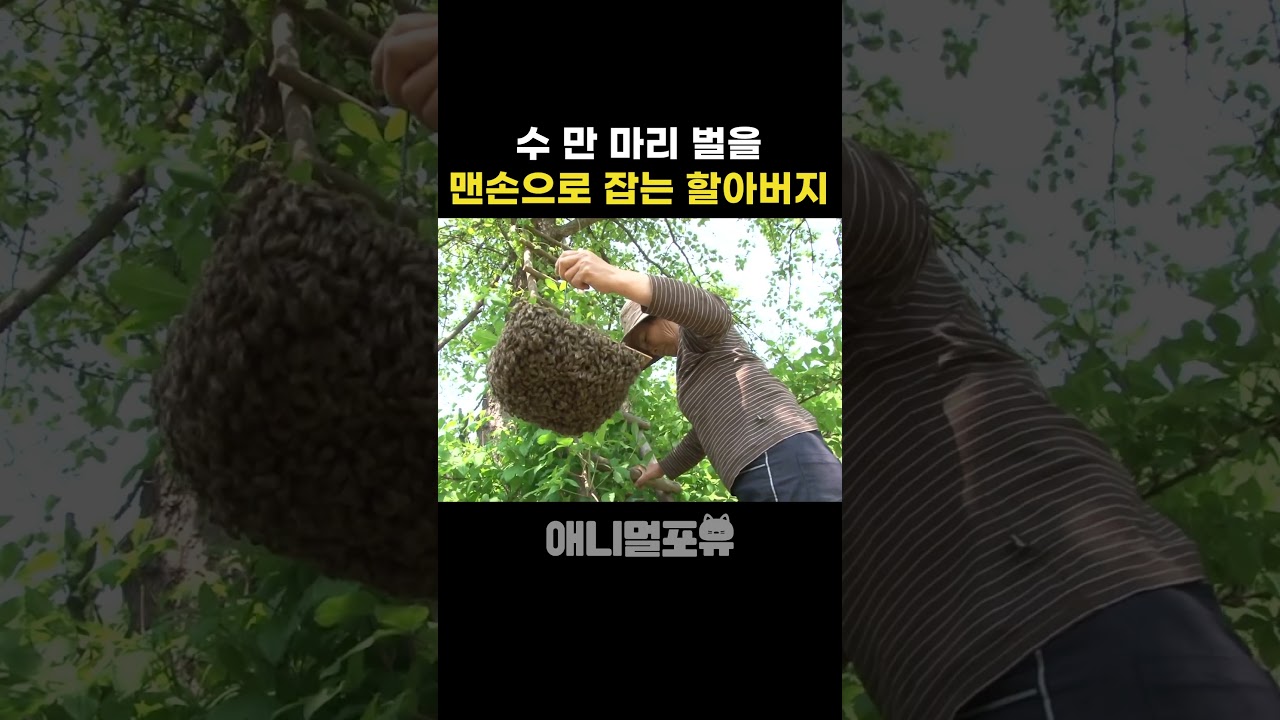 할아버지, 맨손으로 벨벌집 해결