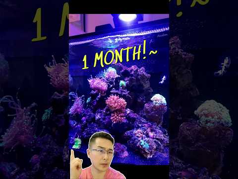 4 Proven Tips to Cycle Your Reef Tank FAST & QUICK (Save Weeks of Waiting)