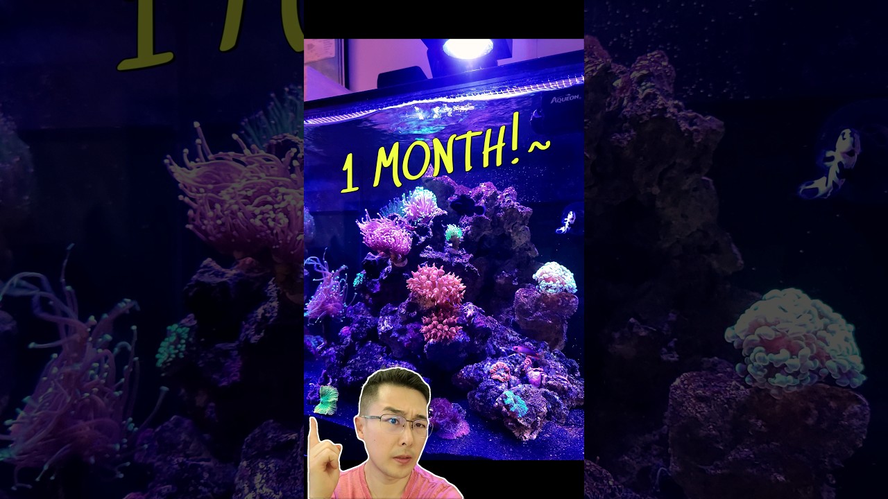 4 Expert Tips to Quickly Cycle Your Reef Tank & Save Weeks β±οΈ