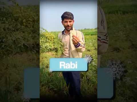 Rabi & Kharif Crops Explained with Examples ๐พ