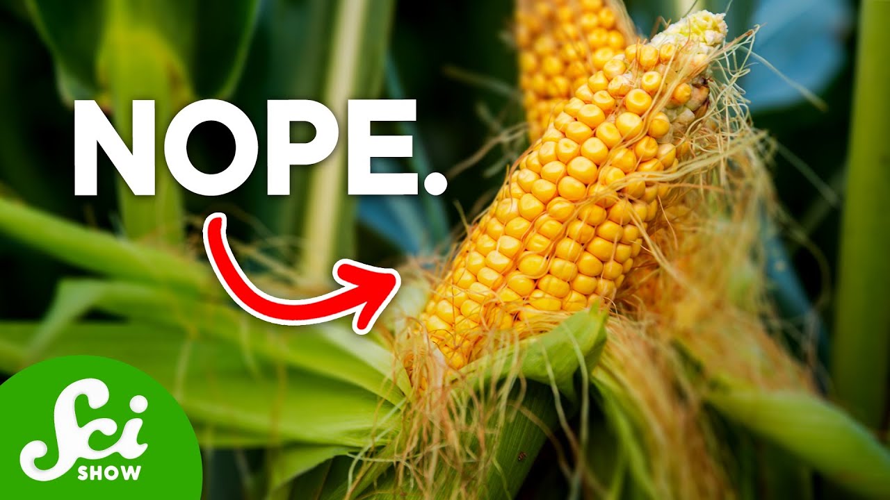 Are GMOs Harmful? What Science Says 🤔
