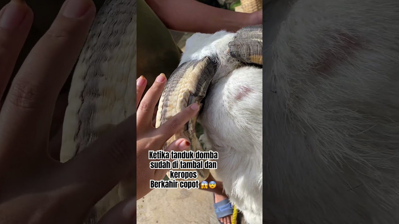 Domba Petarung Tua dengan Tanduk Copot 😱