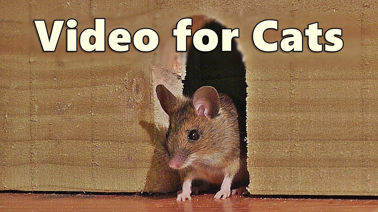 8-Hour Cat Entertainment: Mouse in the House Video by Paul Dinning