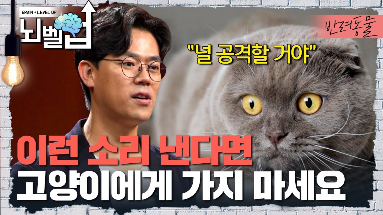 고양이 언어 수업 🐱 고양이와 소통하는 법