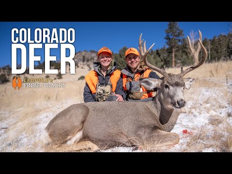 The Colorado Experience | BIG BUCK DOWN #FreshTracks