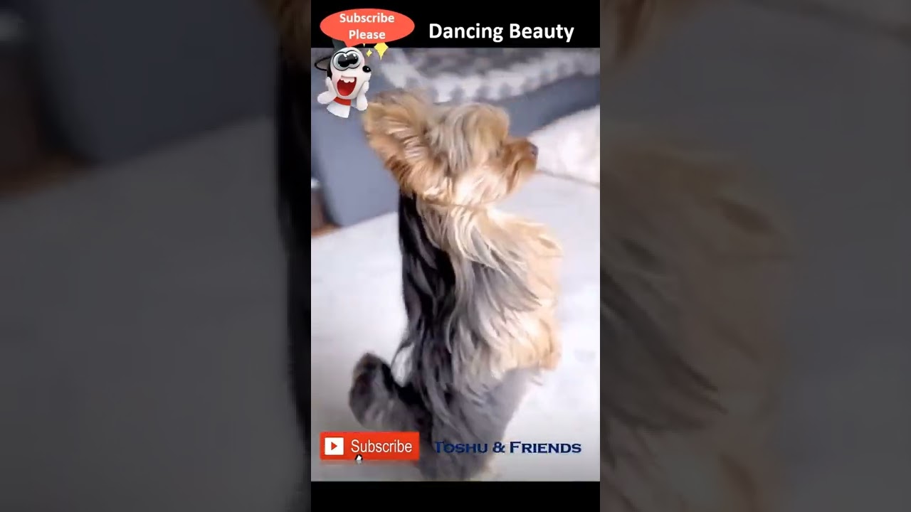 Dancing Dog: Toshu & Friends 🐶
