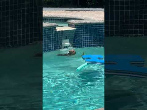 My dog got into a fight...