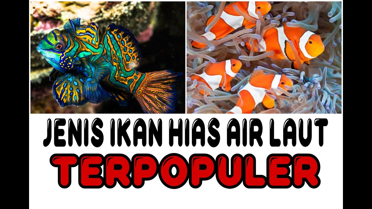 11 Ikan Hias Laut yang Menawan 🌊