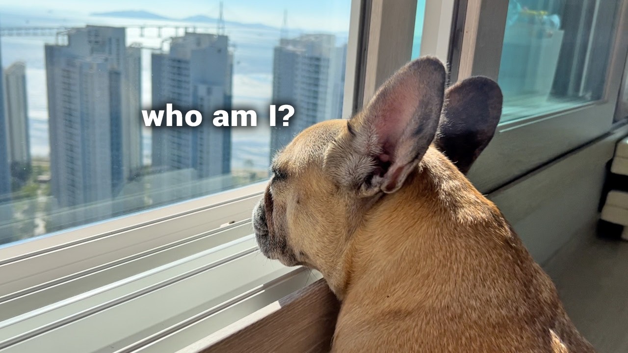 Do I Regret Getting French Bulldogs? πΆ