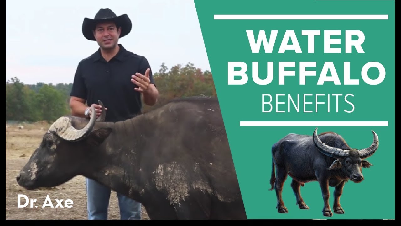 Water Buffalo: Benefits of Its Milk & Cheese 🧀