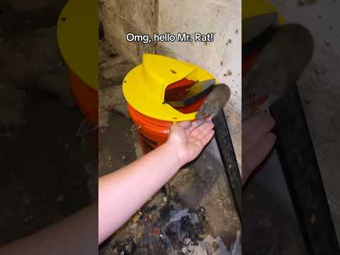 In all seriousness… These traps are actually awesome for mice, just not for rats apparently 🐀