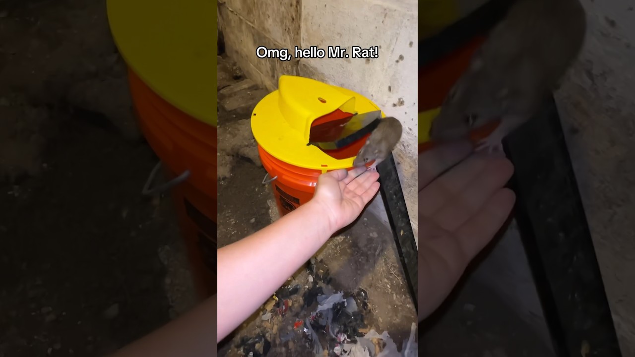 Effective Mouse Traps, Not Suitable for Rats