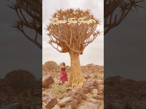 Explore the Beauty of Tunis & Namibia | History, Safaris and Travel Guide 2025