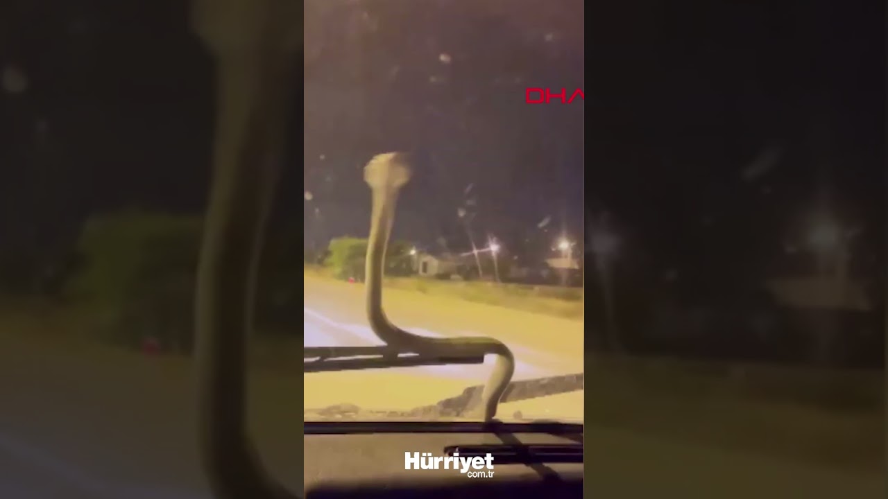 Antalya'da Sürücüleri Şaşırtan Yılan Şoku 🐍