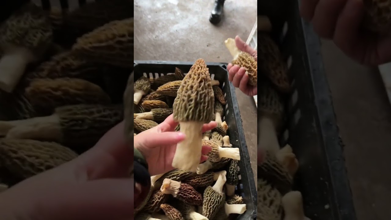 Nature's Marvels: Foraging for Morel Mushrooms 🍄