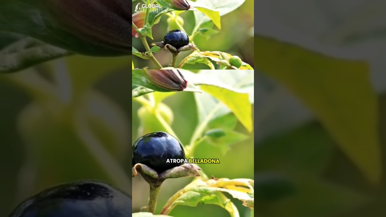 Belladona: Planta Venenosa y Curiosa 🌿