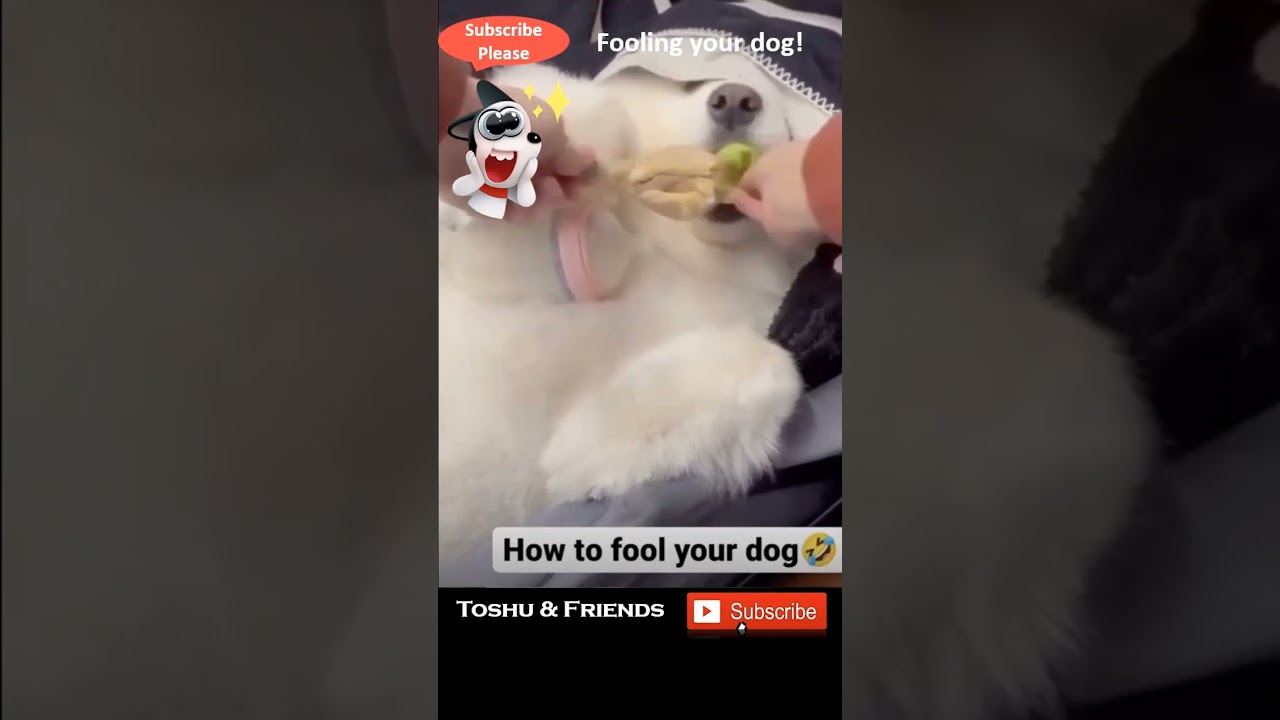 Funny Dog Tricks & Reactions 🐶