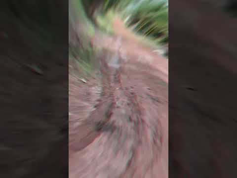 bayar bulan x sdp 😅 #babi #breakerbattlogue #bthebeginning #benjy #buron #basara #gabi #bna #baz