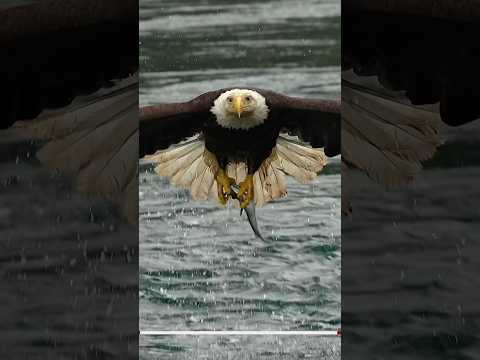 Must SEE!! Extreme close up off a Bald Eagle snatching a fish from a whirlpool. #eagle #bird