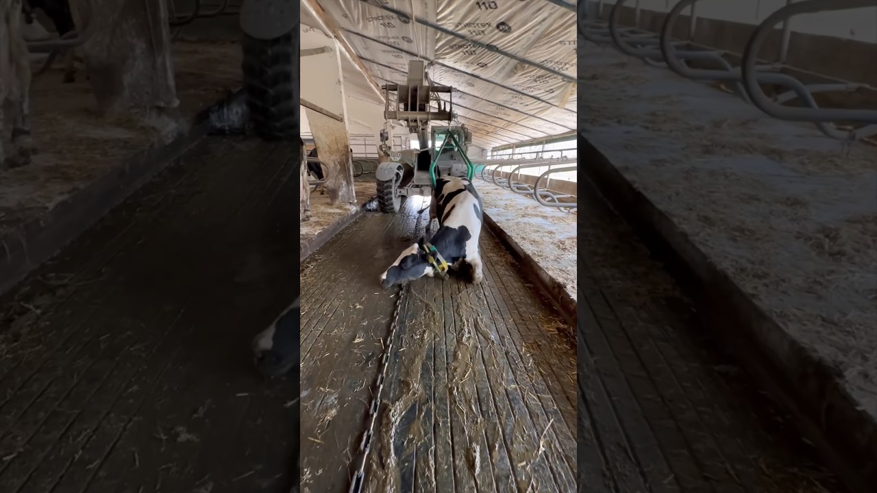 Smart Cow Transport for Modern Farming ๐