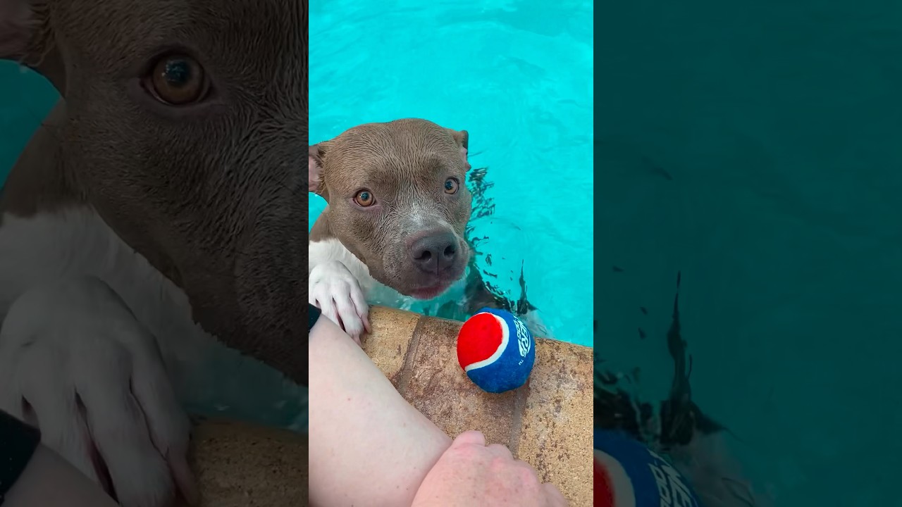 5 Reasons You Might Regret Adopting a Pittie 🐶