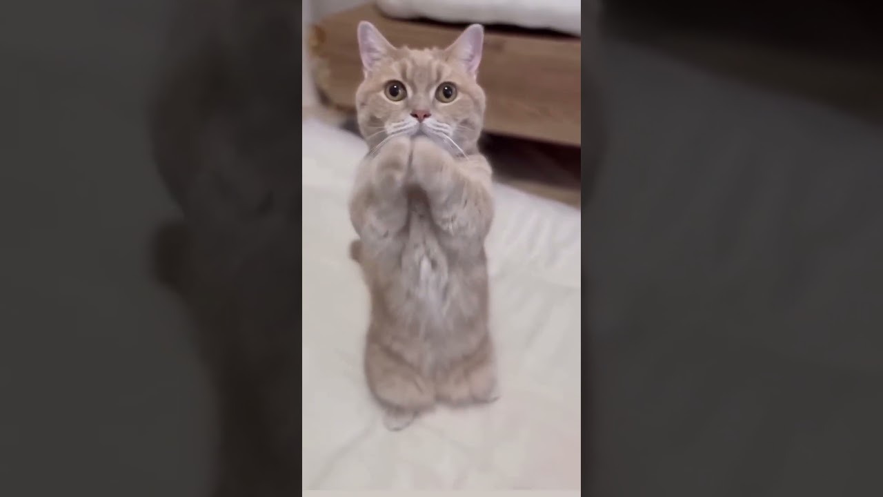 Hilarious Cat Dance Compilation 🐱