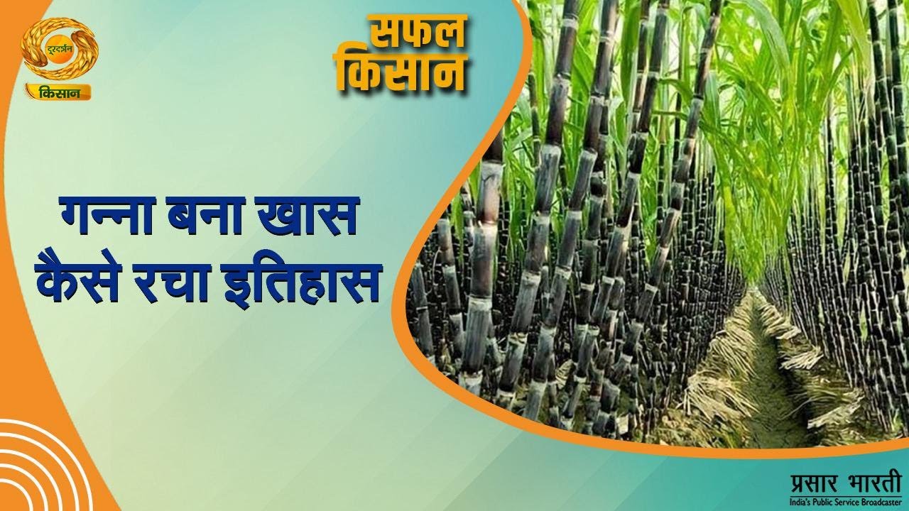 Safal Kisan | सफल किसान- गन्ना बना खास कैसे रचा इतिहास | DD Kisan | Nov. 5, 2025