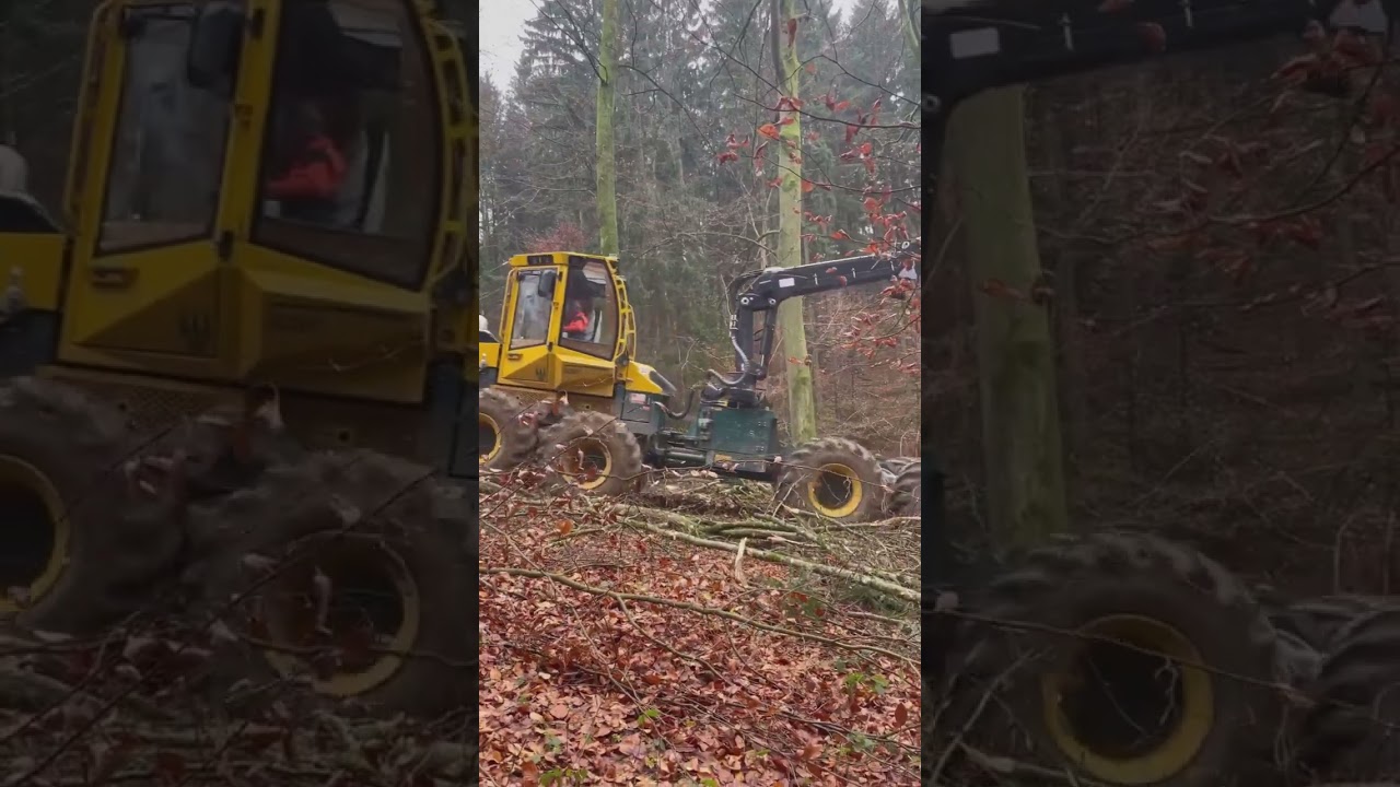 Your Daily Forestry Tips & Insights 🌲🔥