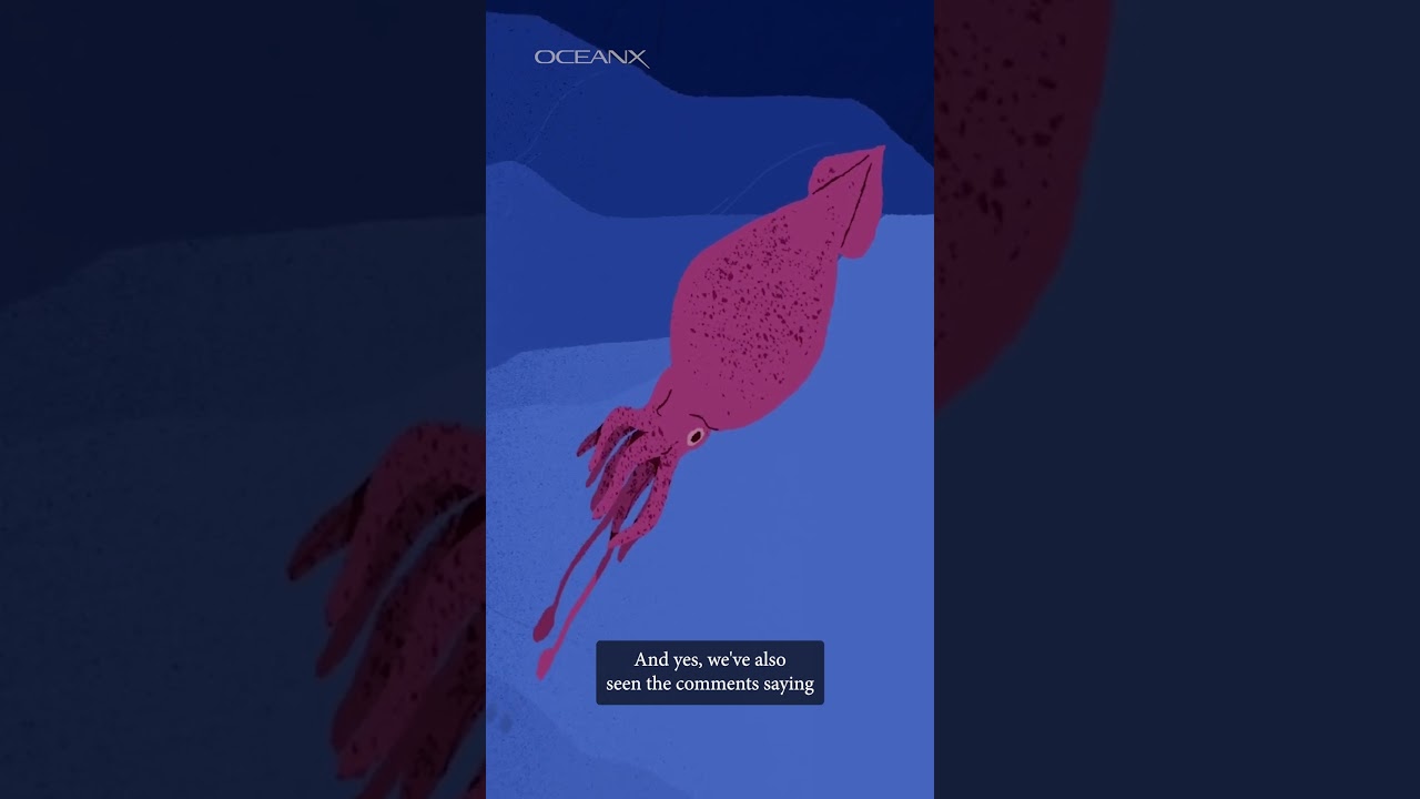 Why Has the Colossal Squid Never Been Filmed? 🦑