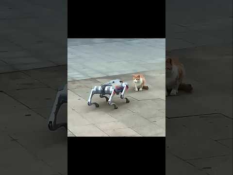 Robot Scares Dog, But Cat Stays Cool #trending #animals #wildlife #cat #dog #shorts