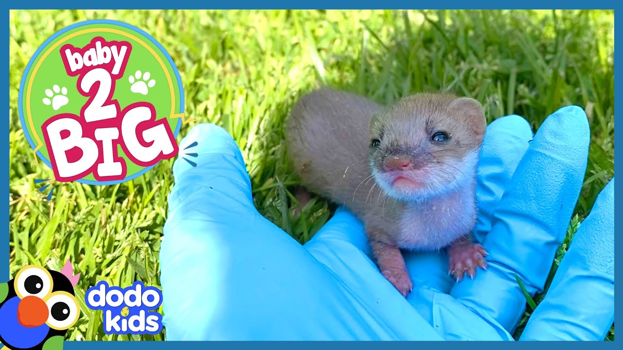 Tiny Weasel's First Encounter with Grass Will Melt Your Heart 🌱