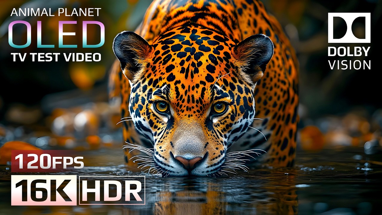 Animal Planet OLED Demo: 16K HDR & Dolby Vision 🌟