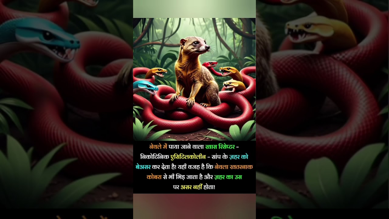 How a Mongoose Survives Cobra Bites! The Power of a Special Receptor
