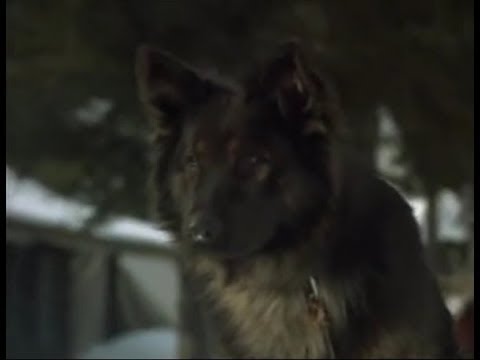 Villain Defeated: Spitz in Call of the Wild 🐕