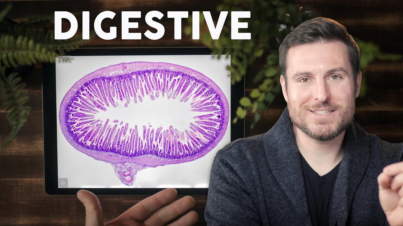 Digestive System Histology for Beginners | Corporis