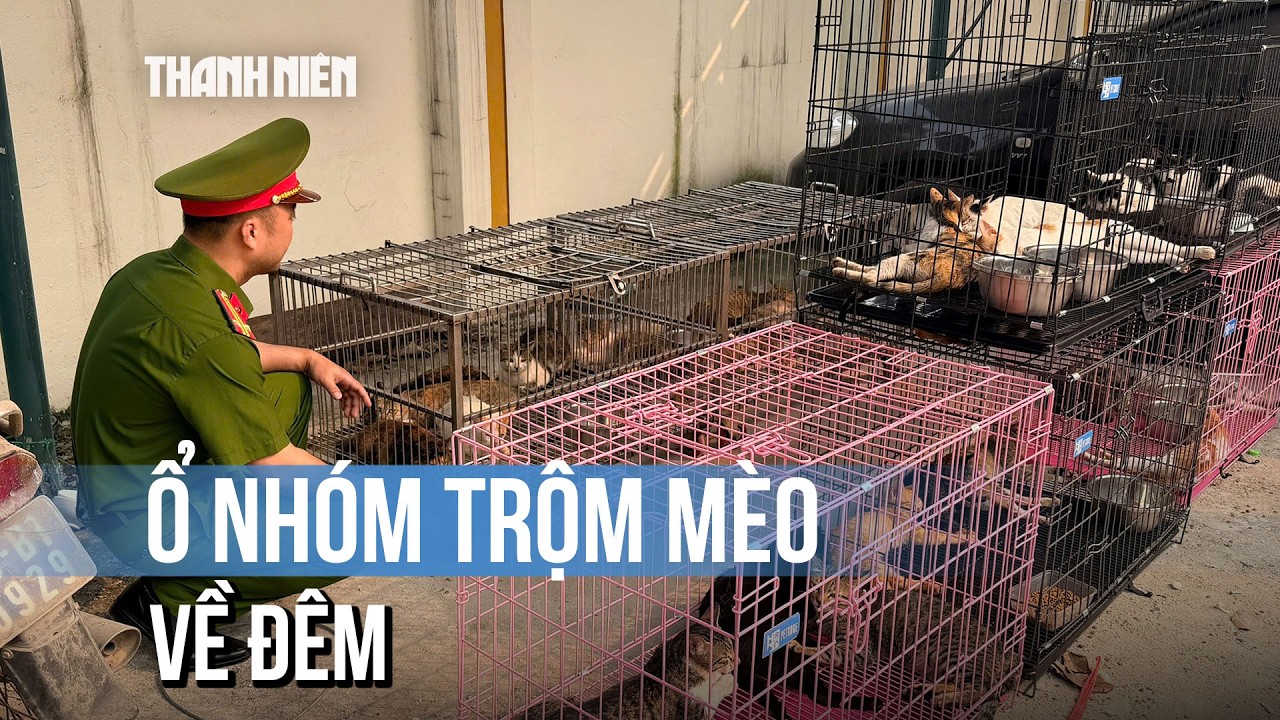 Hà Nội Phát Hiện Nhóm Trộm Mèo Đêm 😺