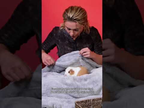 Florence Pugh & David Harbour Chat About Thunderbolts* With Guinea Pigs