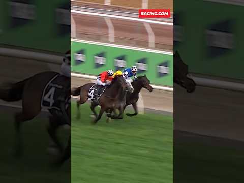 MELBOURNE CUP BOUND 🏆REVELARE has claimed a Golden Ticket Entry into this year’s Melbourne Cup 🇦🇺