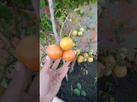 كوب واحد من هذا السماد يجعل الاشجار والخضروات غزيرة الثمار والنعناع ينمو بسرعة جنونية #زراعة #نباتي