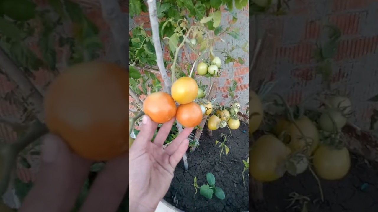 اكتشف سر زيادة غزارة الثمار مع سماد واحد فقط! 🍃