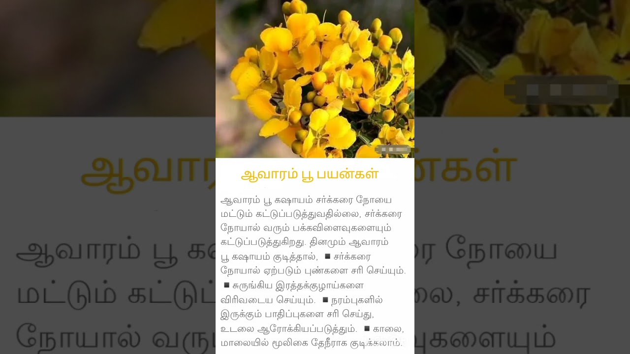 ஆவாரம் பூ நன்மைகள் 🌸