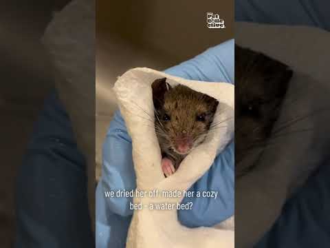 Rescued Mouse Miraculously Revived in Heartwarming Animal Rescue