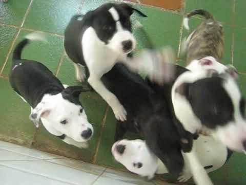 Saffina 26017 in Triple A