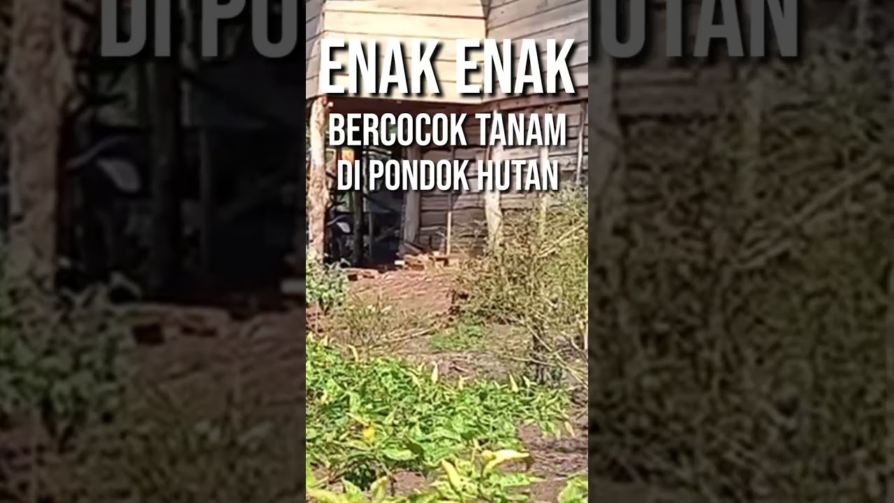Bercocok Tanam Seru di Pondok Hutan πΏ