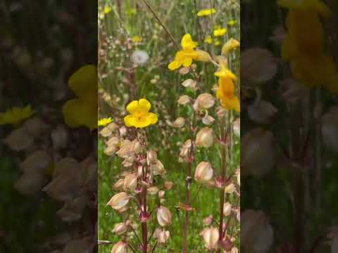 Imagine Beautiful Nice and Easy Listening Music Subscribe for More @luckylady7777