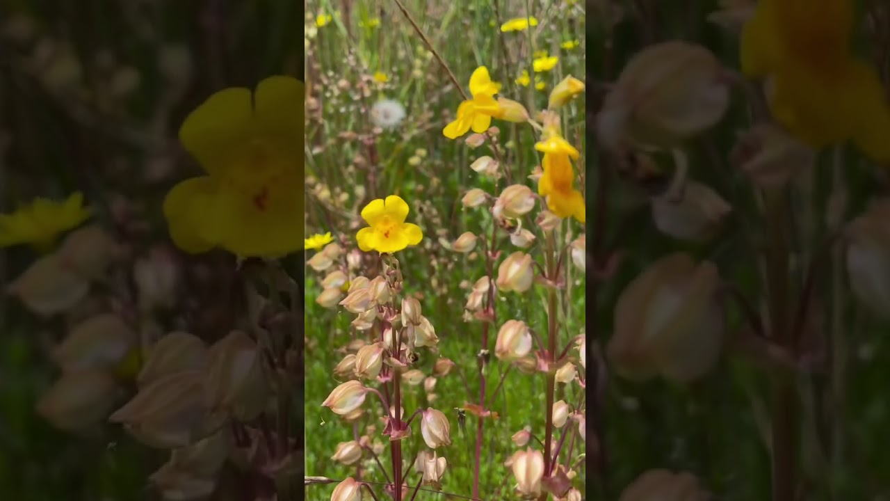 Relaxing & Beautiful Easy Listening Music 🎶 | Subscribe for More