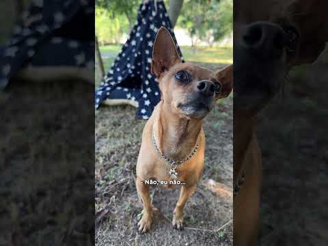 A CASA DO VIZINHO - EPISÓDIO 5 - A TOCA DA GRALHAPIRA