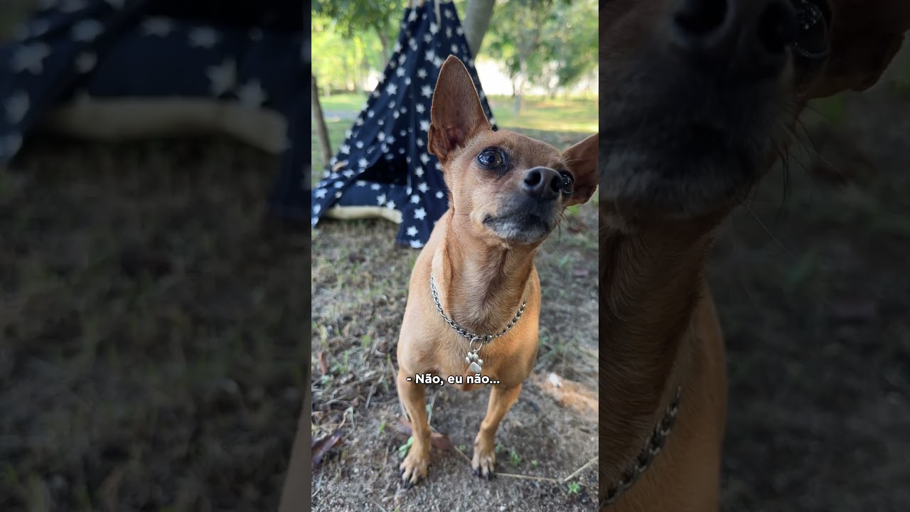 A Casa do Vizinho - Episódio 5: A Toca da Gralhapira 🐾 | Curiosidades e Aventuras